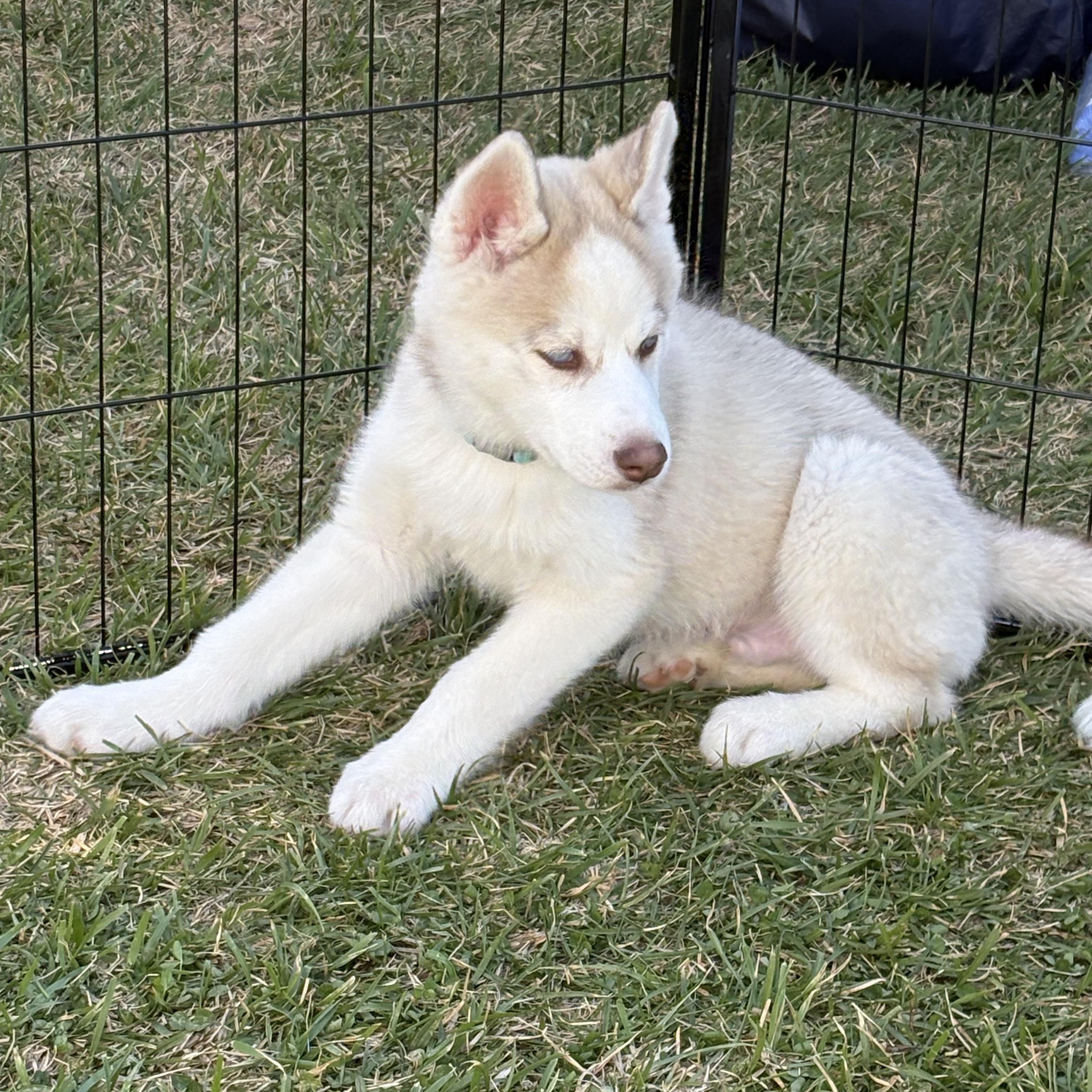 Enlarge Aspen, a ADOPTABLE Siberian Husky in Jasper, GA image 5/6