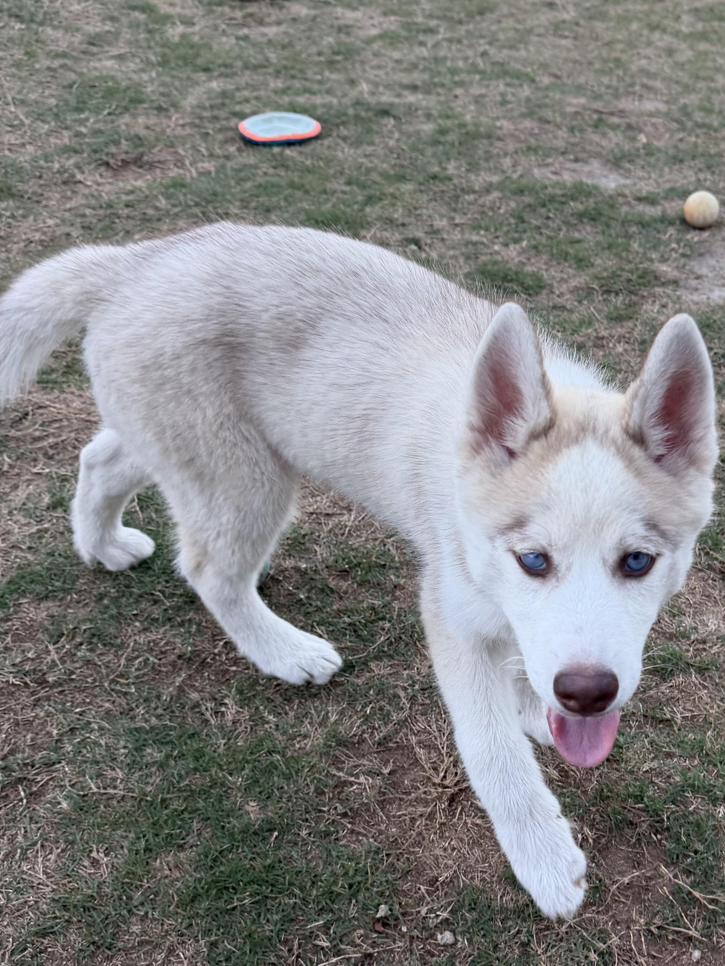 Enlarge Aspen, an adopted Siberian Husky in Jasper, GA image 5/6
