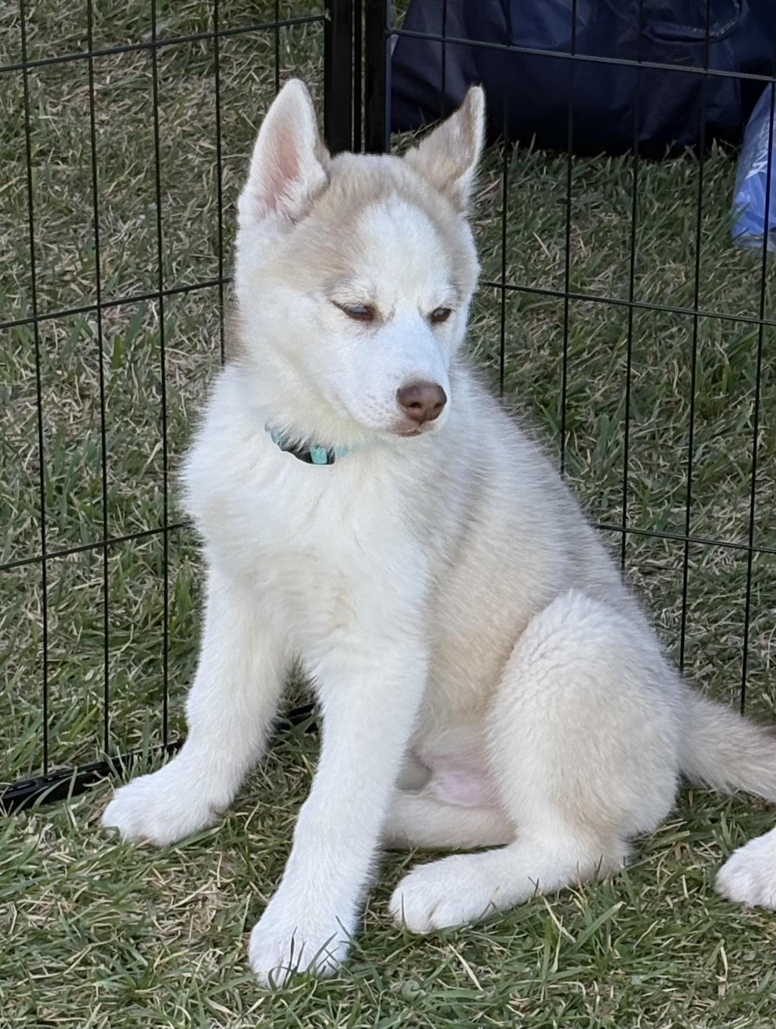 Enlarge Aspen, a ADOPTABLE Siberian Husky in Jasper, GA image 6/6