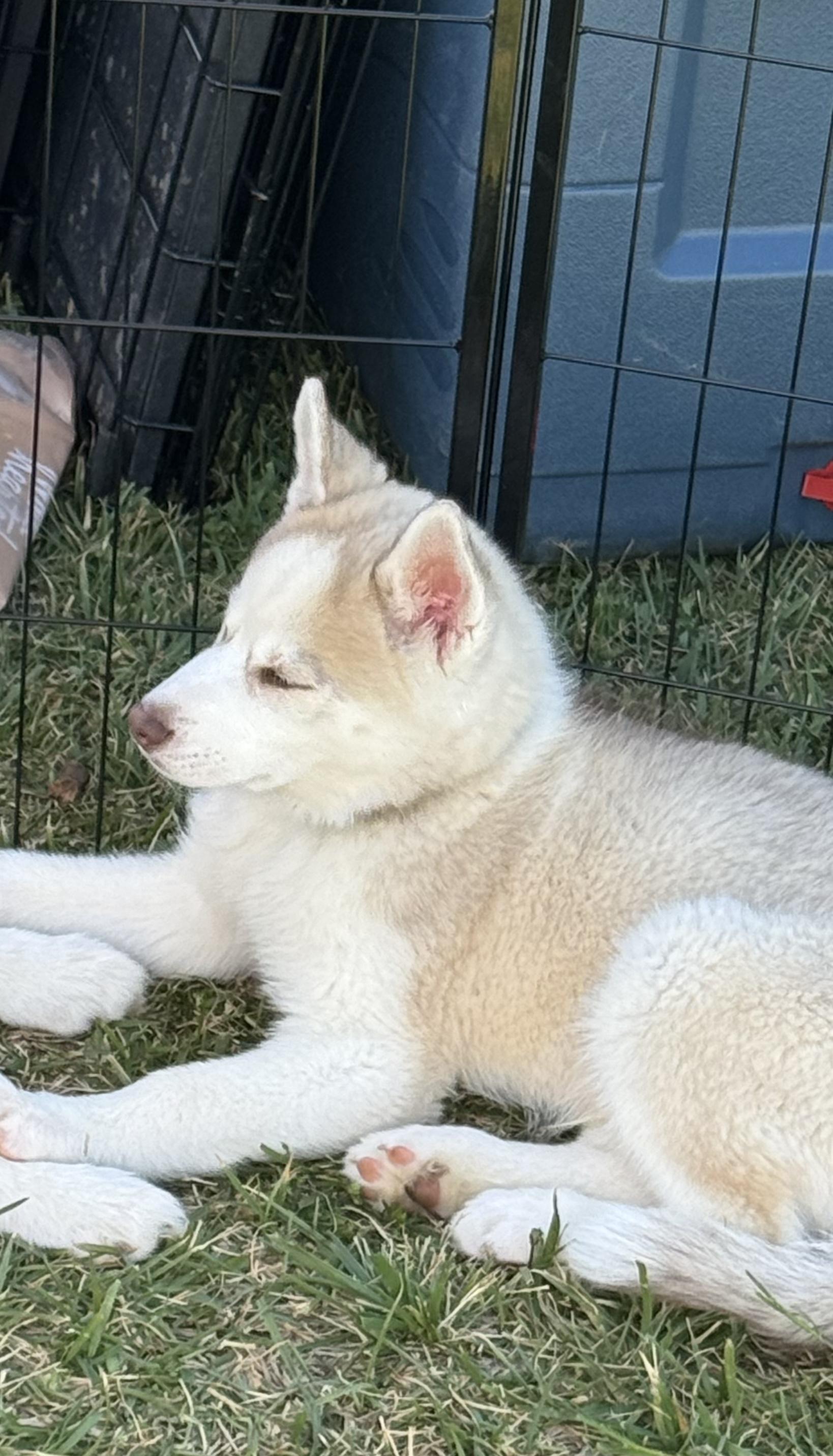 Enlarge Aspen, a ADOPTABLE Siberian Husky in Jasper, GA image 4/6
