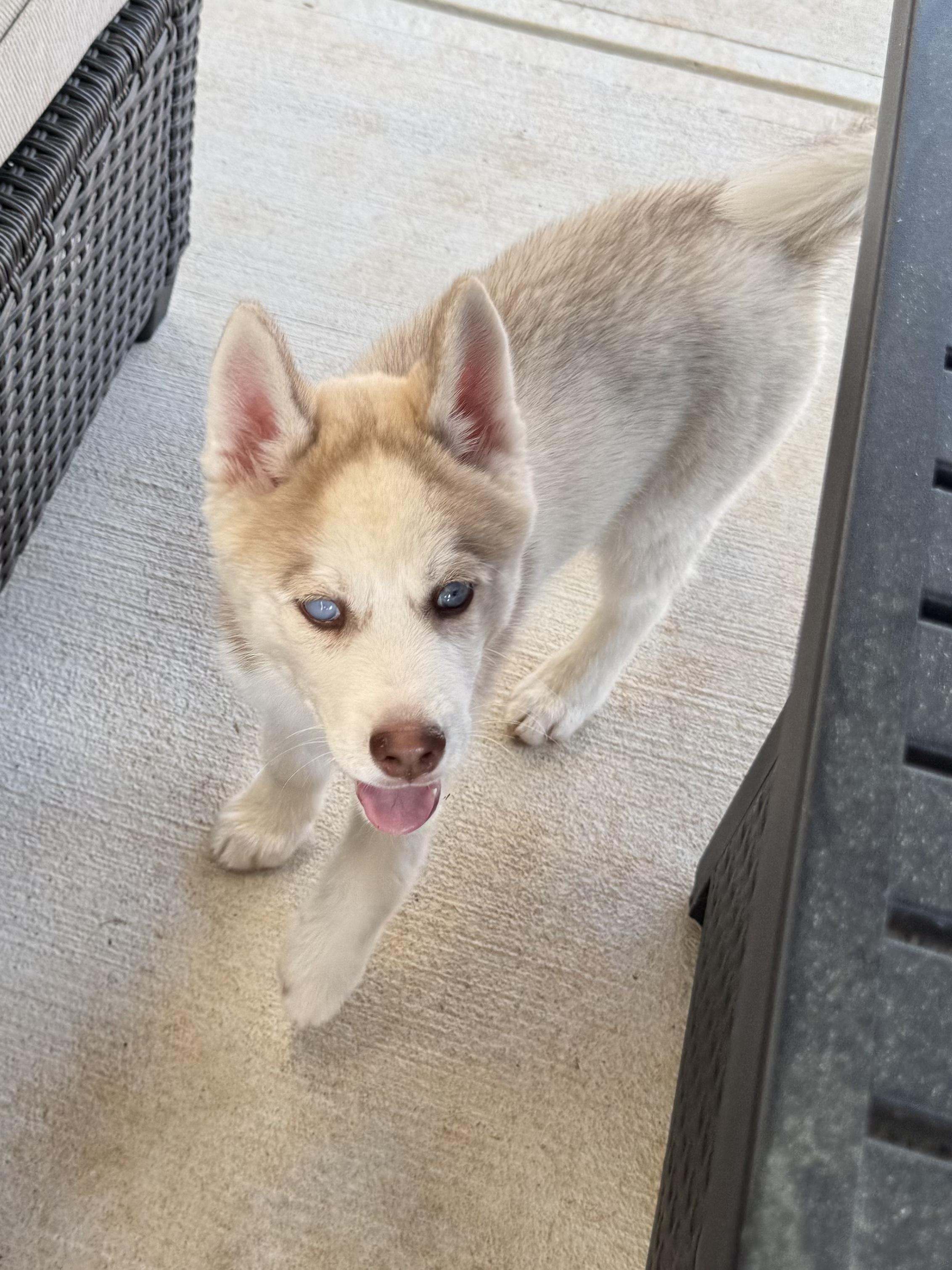Enlarge Aspen, a ADOPTABLE Siberian Husky in Jasper, GA image 3/6