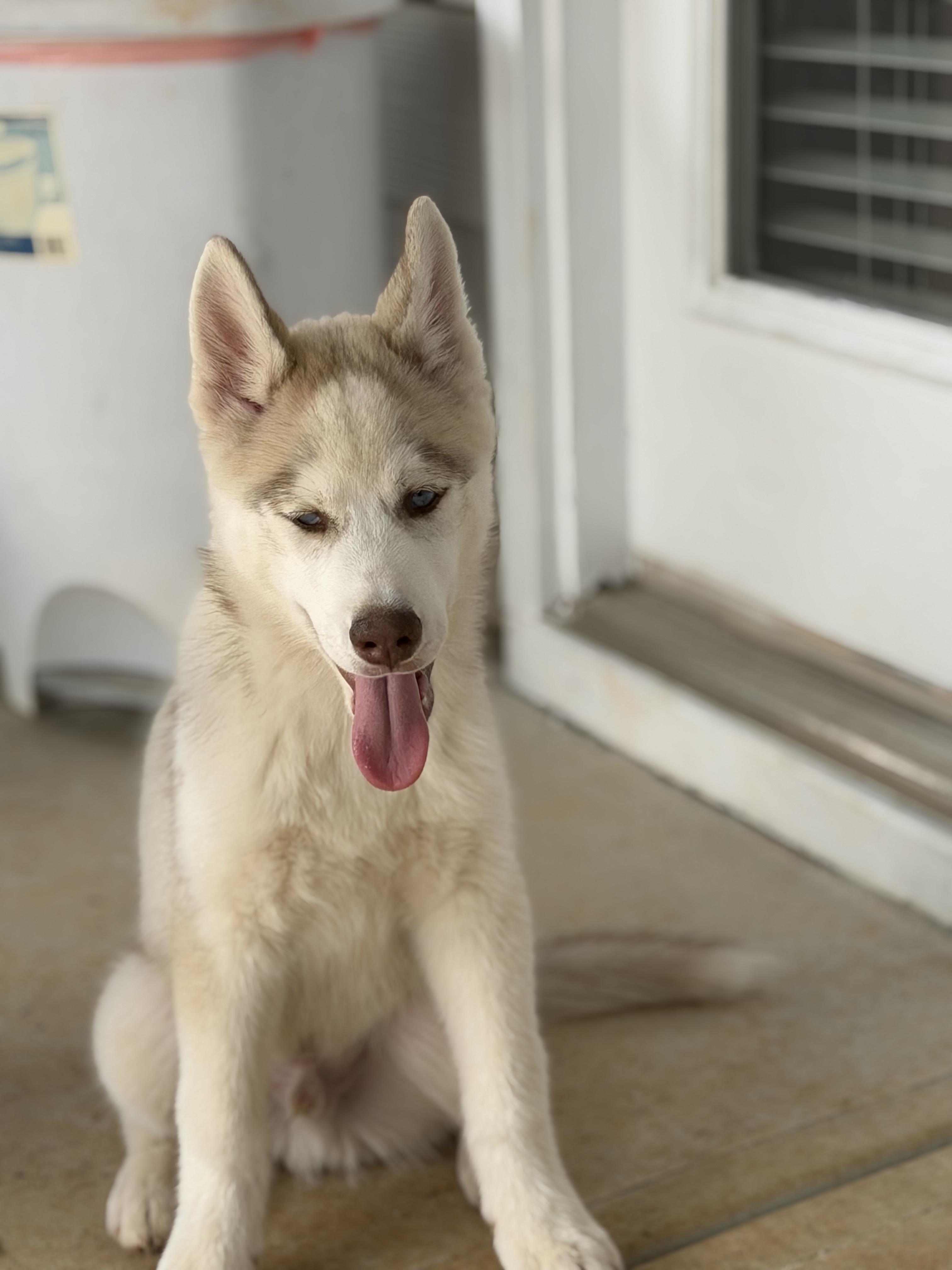 Enlarge Aspen, an adopted Siberian Husky in Jasper, GA image 6/6