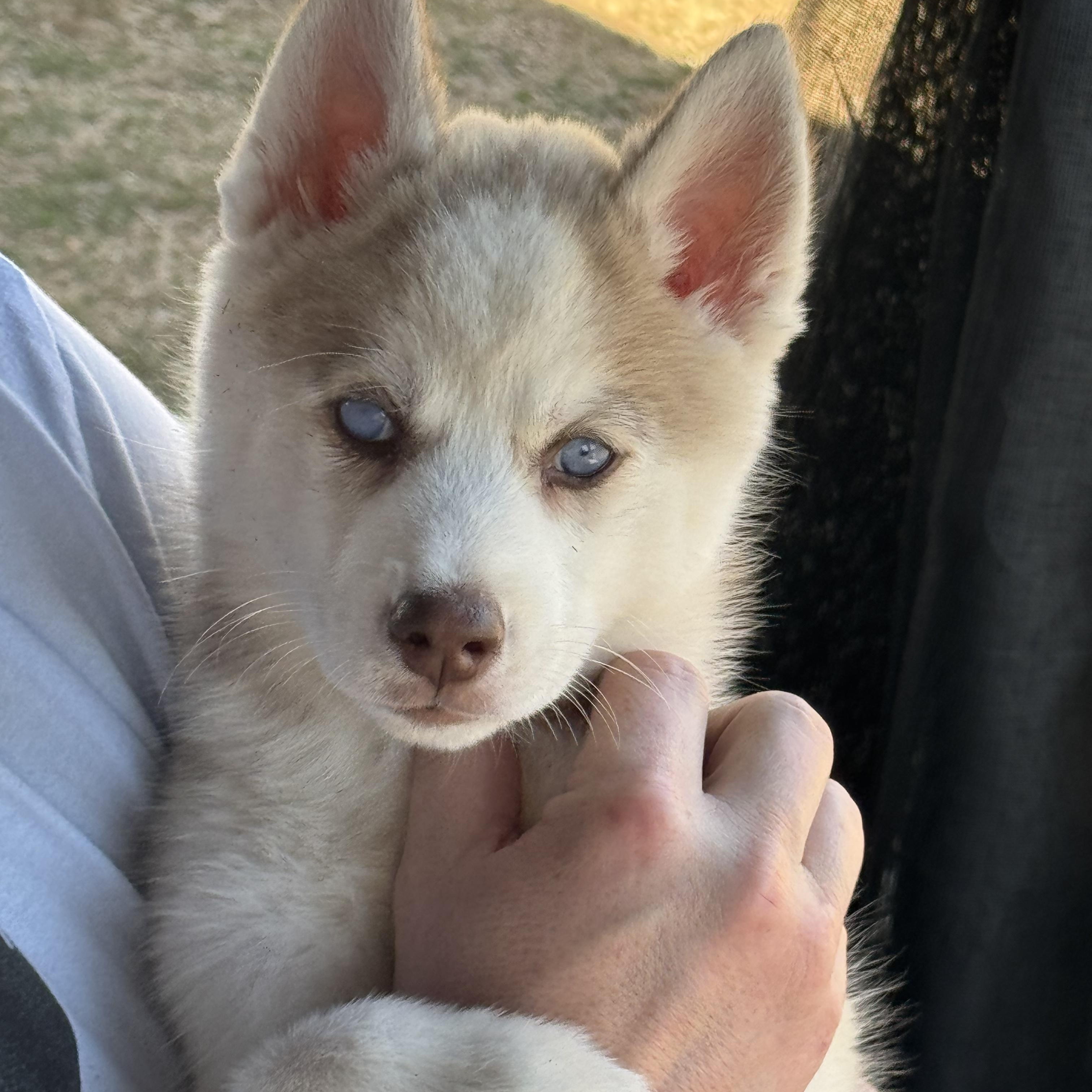 Enlarge Aspen, a ADOPTABLE Siberian Husky in Jasper, GA image 1/6