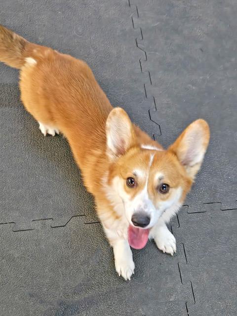 Enlarge Percy = FUN, SMART & FRIENDLY, a hold Pembroke Welsh Corgi in Warren, MI image 2/3