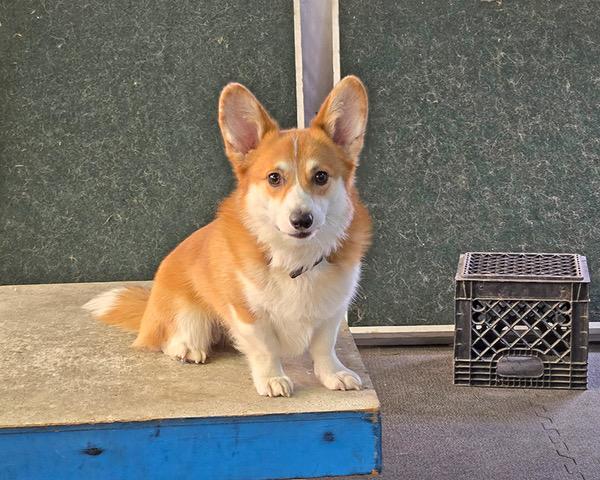 Enlarge Percy = FUN, SMART & FRIENDLY, a hold Pembroke Welsh Corgi in Warren, MI image 3/3