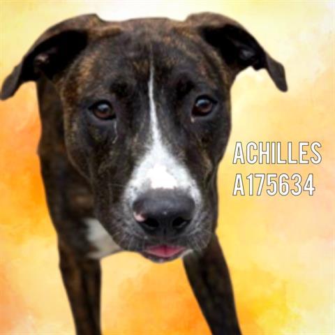 Enlarge ACHILLES, a Adoptable Pit Bull Terrier in Tulsa, OK image 1/1