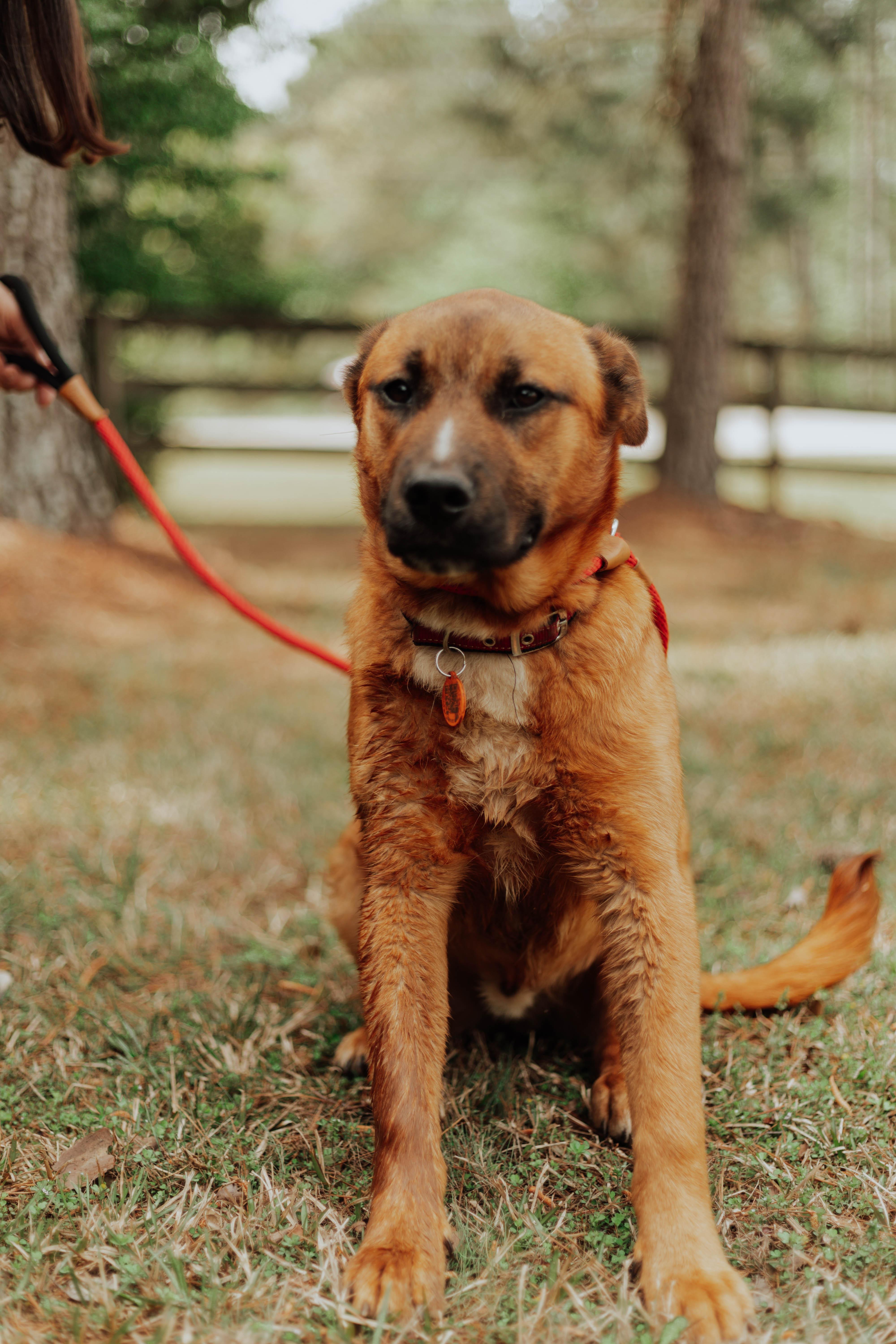 BANG, Young Male Shepherd