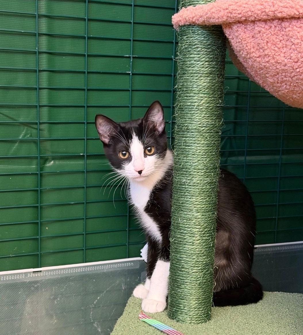 Amelia, Adoptable, Young Female Domestic Short Hair.