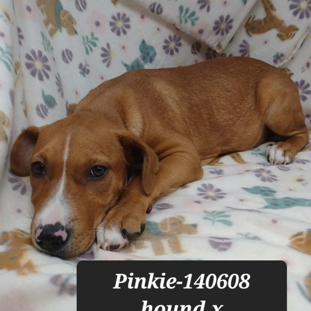 Enlarge Pinkie, a Adoptable Hound in New Tazewell, TN image 1/1
