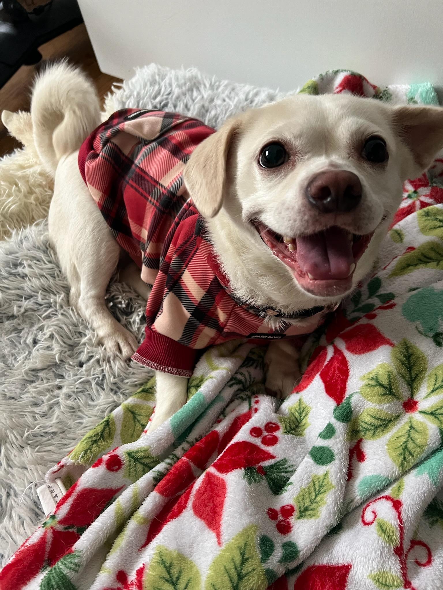 Luna, a ADOPTABLE mixed breed in Charlotte, NC image 2/2