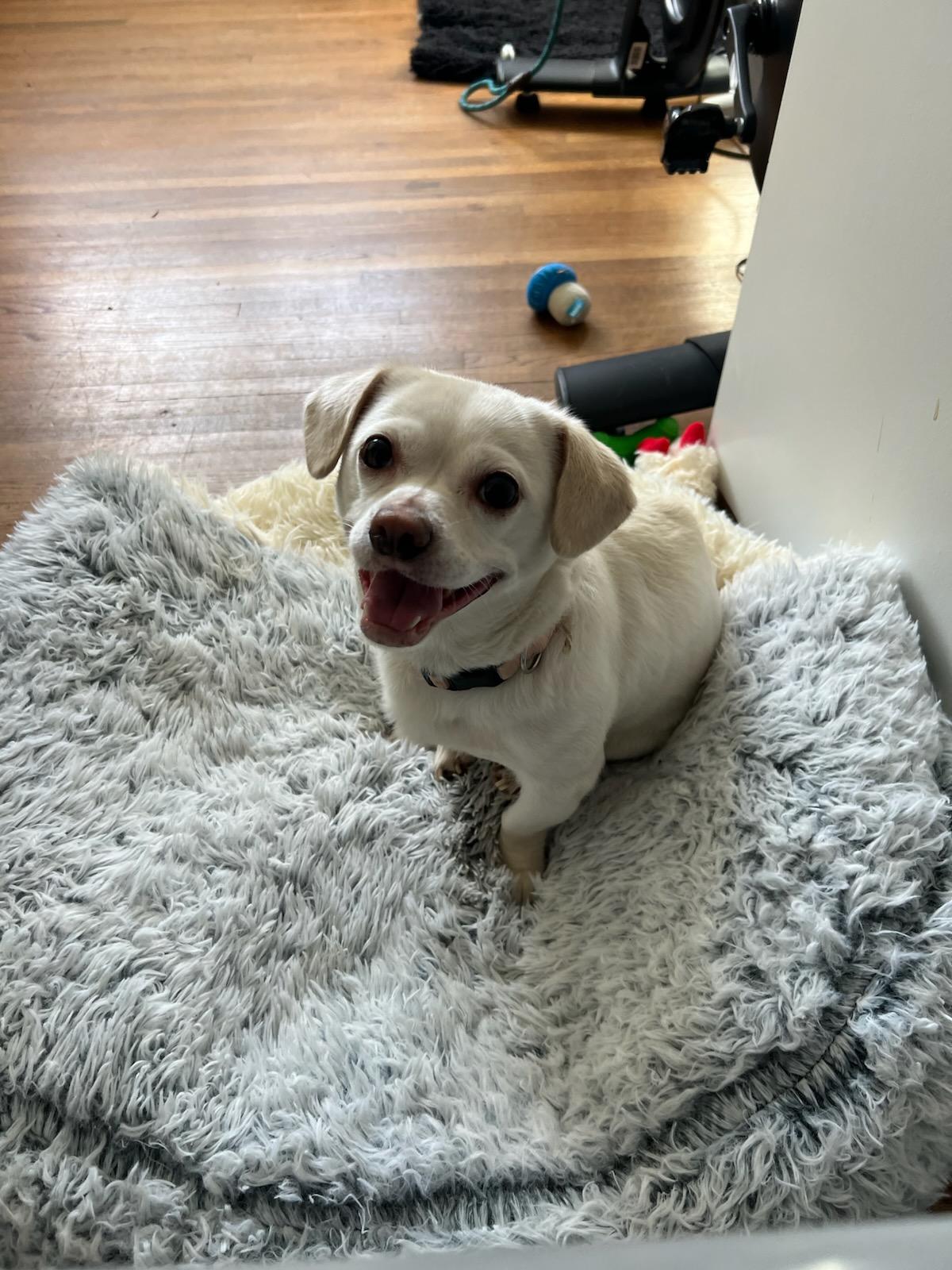 Luna, a ADOPTABLE mixed breed in Charlotte, NC image 1/2