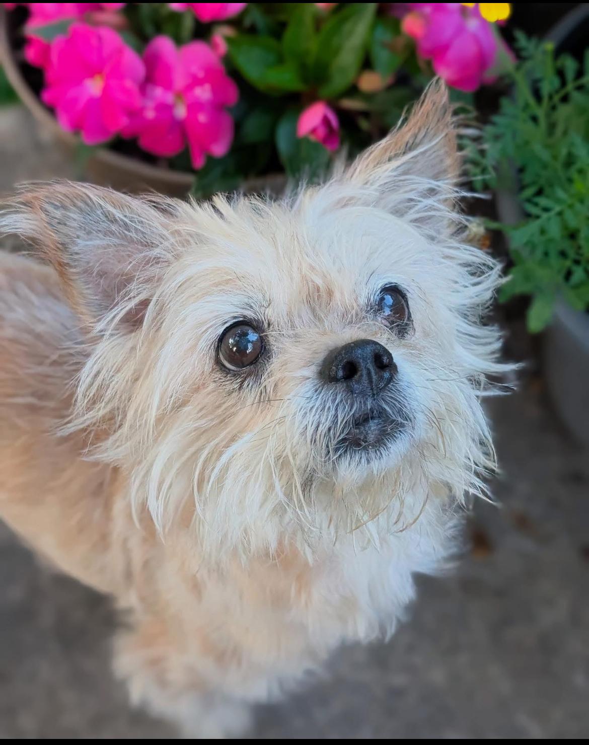 Fraggle, Senior Female unknown
