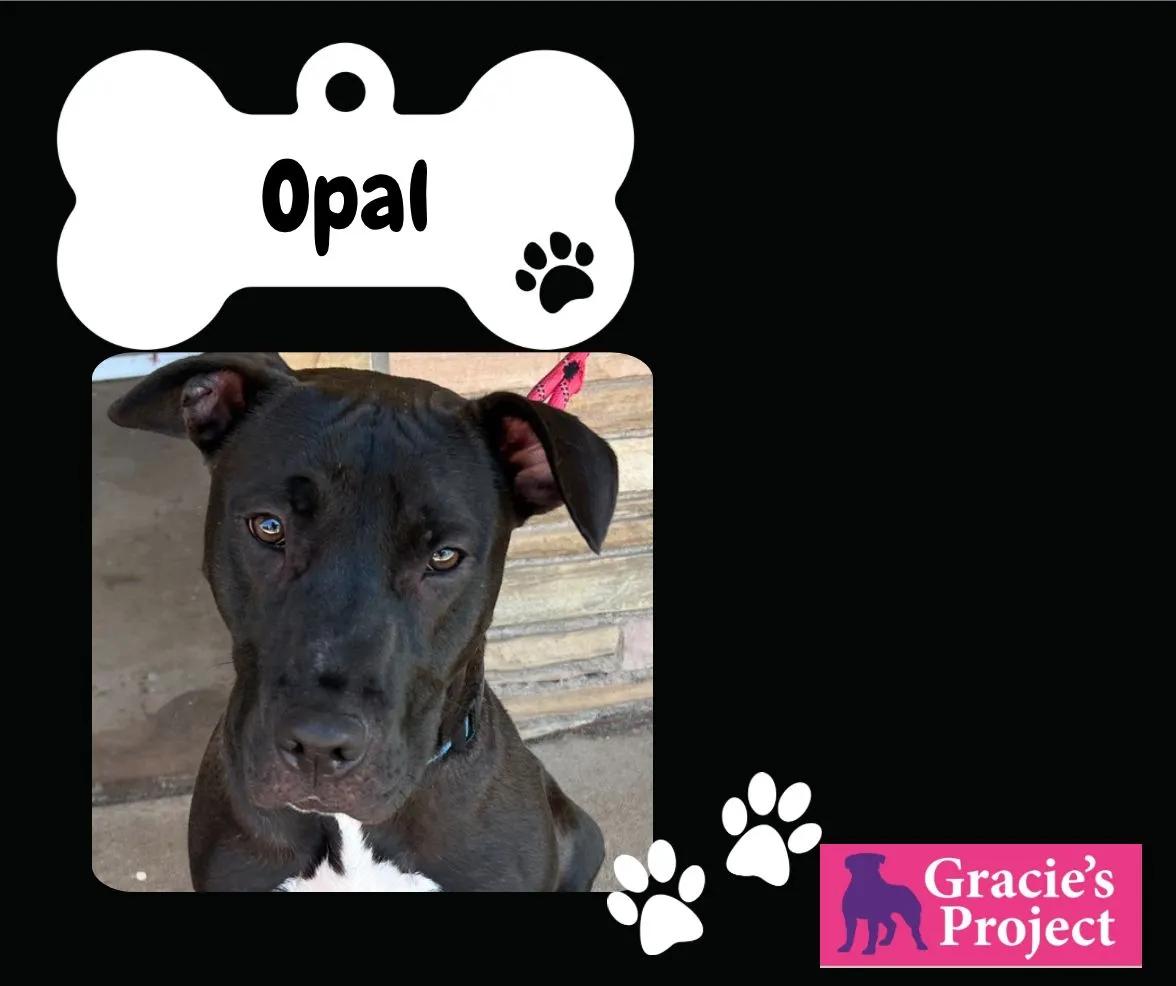 Opal, Young Female American Staffordshire Terrier