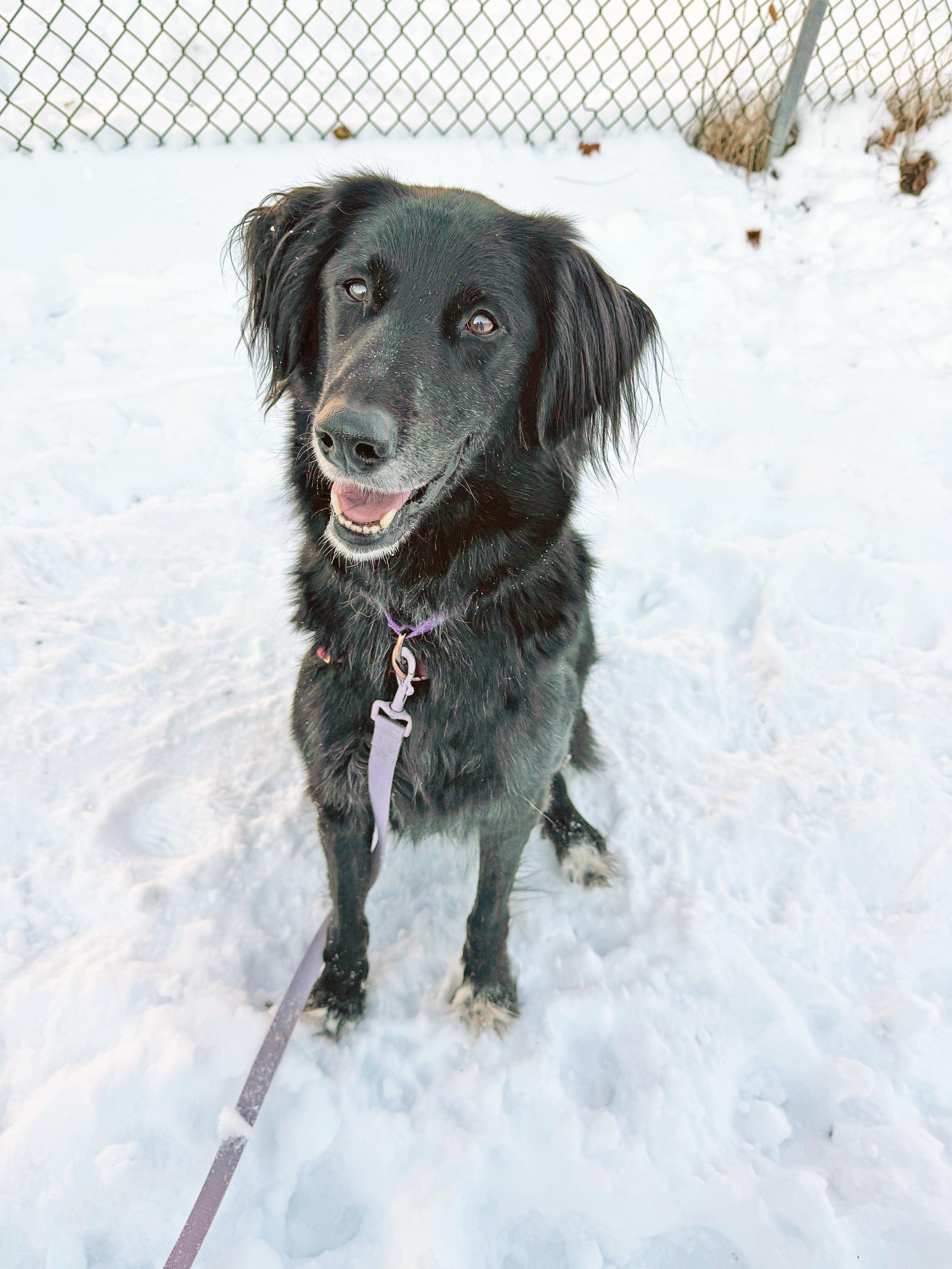 Cosmo-Adventurous & friendly, ADOPTABLE, Adult Female Mixed Breed.