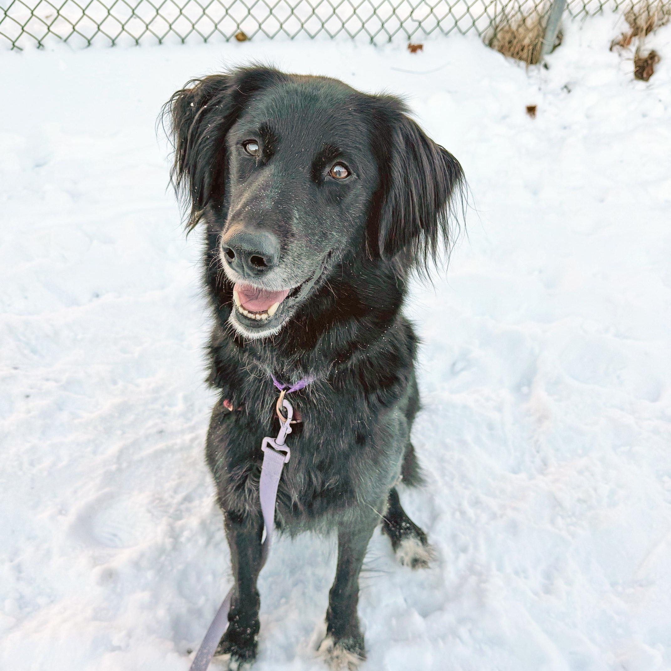 Cosmo-Adventurous & friendly, a ADOPTABLE mixed breed in Oshkosh, WI image 2/6