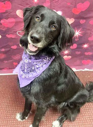 Cosmo-Adventurous & friendly, a ADOPTABLE mixed breed in Oshkosh, WI image 1/6