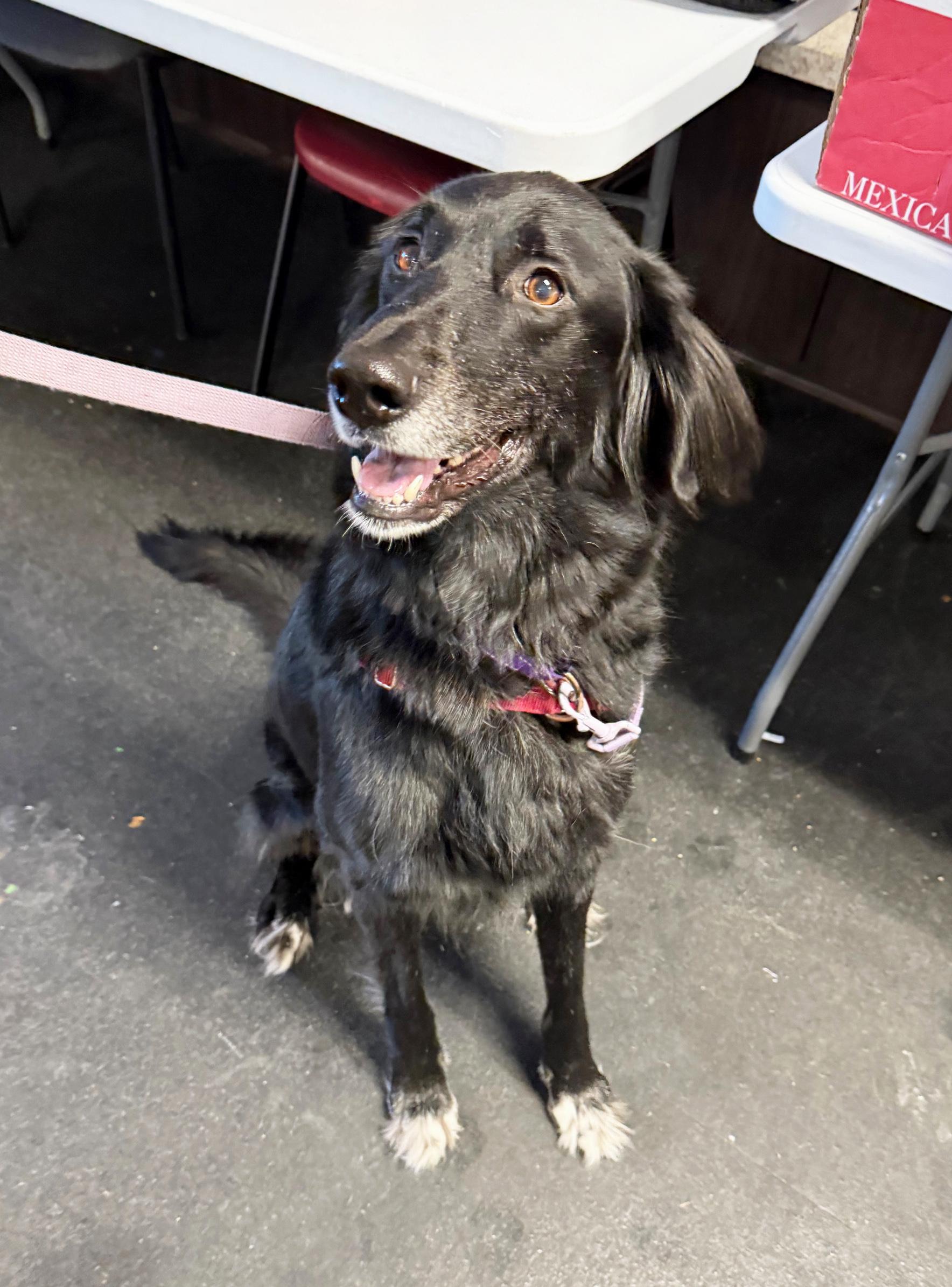 Enlarge Cosmo-Adventurous & friendly, a ADOPTABLE mixed breed in Oshkosh, WI image 2/6