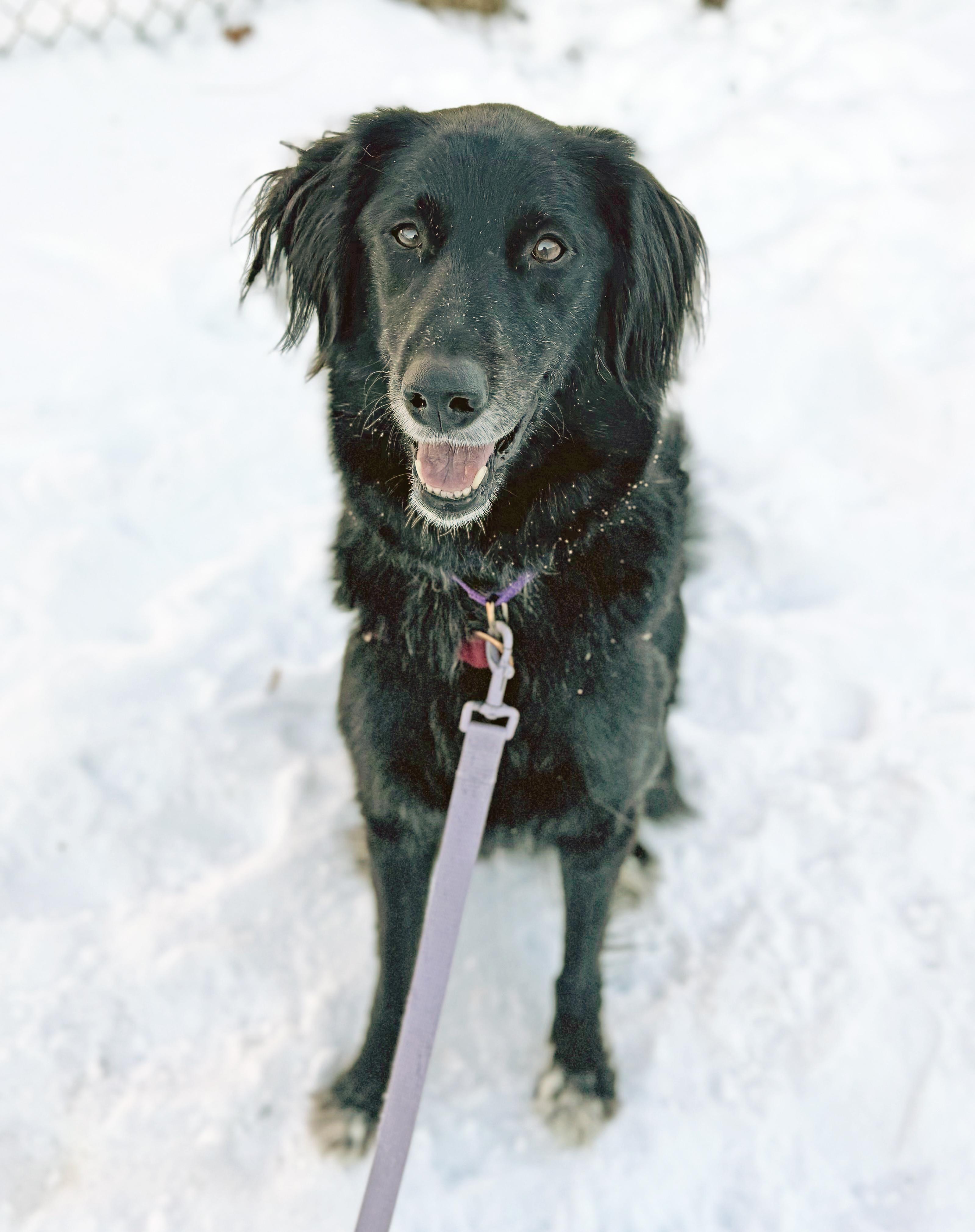 Enlarge Cosmo-Adventurous & friendly, a ADOPTABLE mixed breed in Oshkosh, WI image 3/6