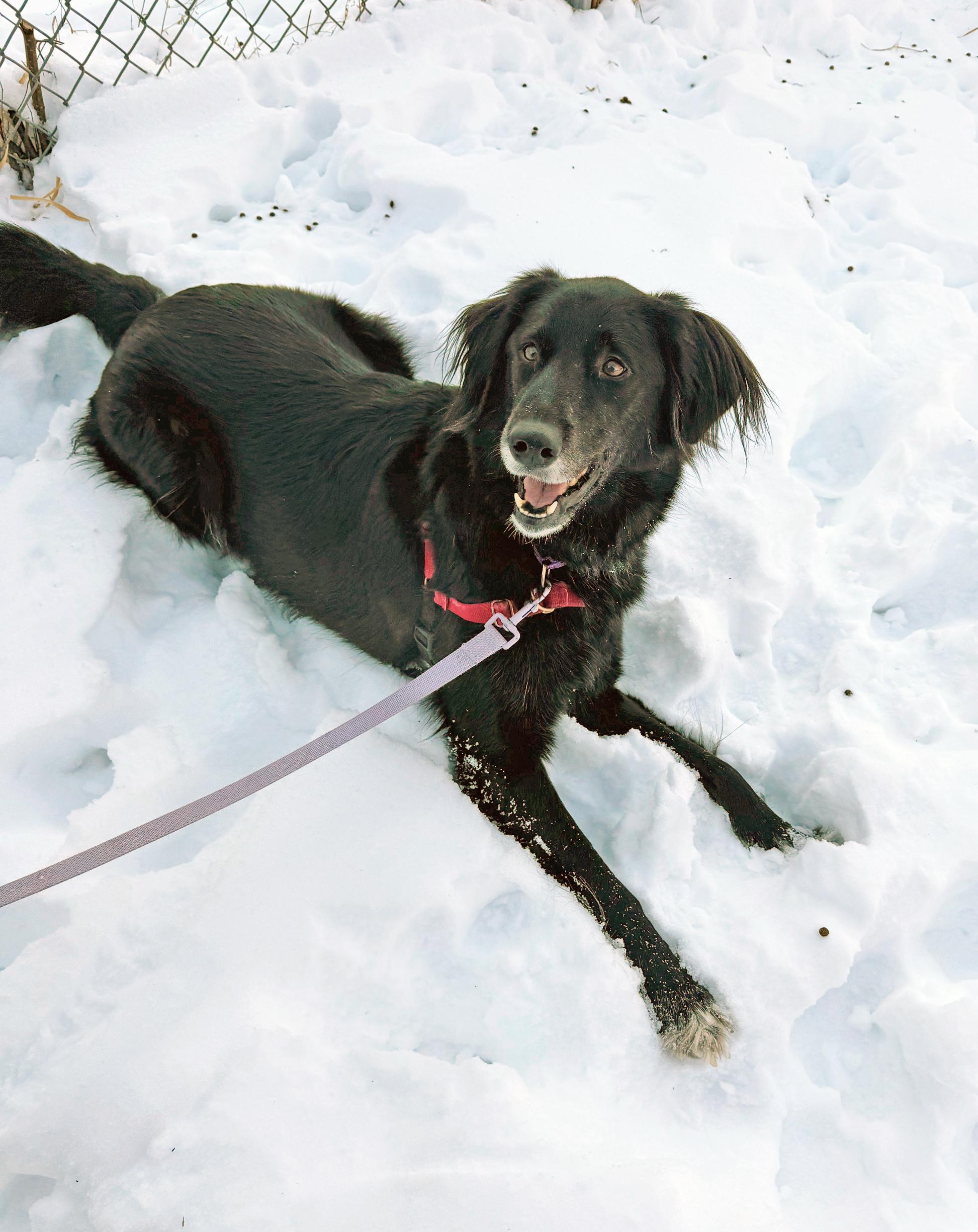 Enlarge Cosmo-Adventurous & friendly, a ADOPTABLE mixed breed in Oshkosh, WI image 4/6