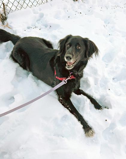 Cosmo-Adventurous & friendly, a ADOPTABLE mixed breed in Oshkosh, WI image 4/6