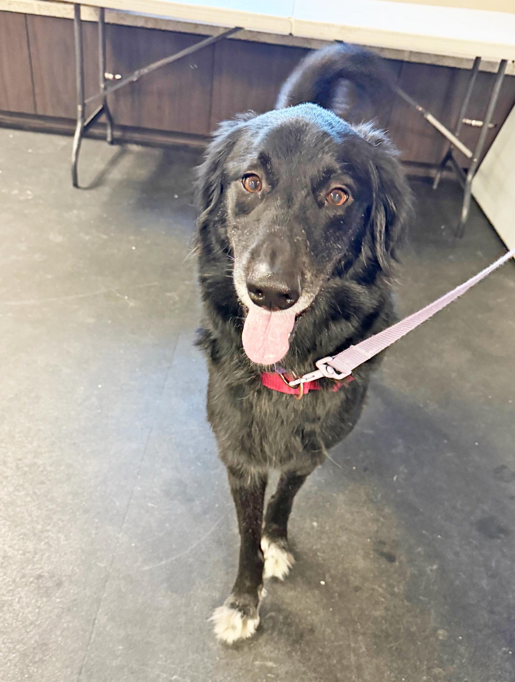 Enlarge Cosmo-Adventurous & friendly, a ADOPTABLE mixed breed in Oshkosh, WI image 5/6