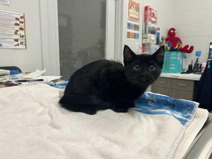 Goonts, Adoptable, Kitten Male Domestic Short Hair.