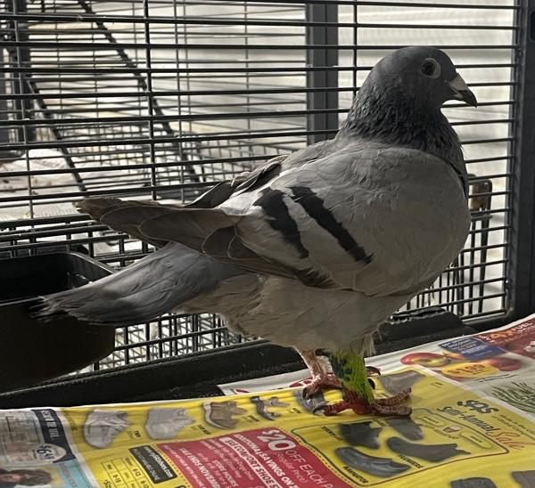 Flappy Gilmore, Adoptable, Adult Unknown Pigeon.