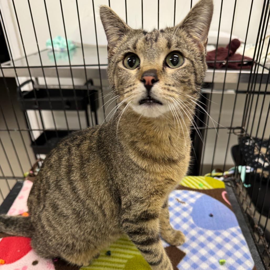 Enlarge Peanut, a Adoptable Domestic Short Hair in Redwood Falls, MN image 1/1