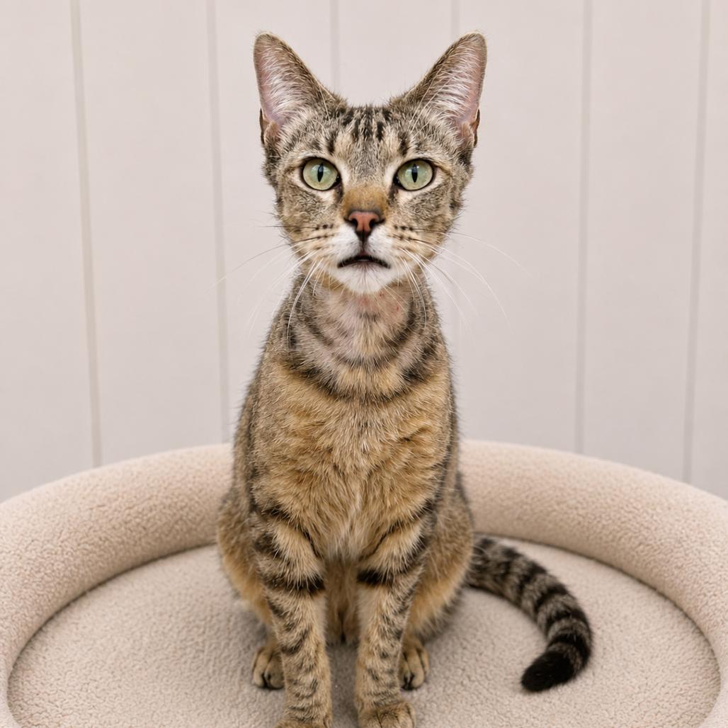 Peanut, a Adoptable Domestic Short Hair in Redwood Falls, MN image 2/2