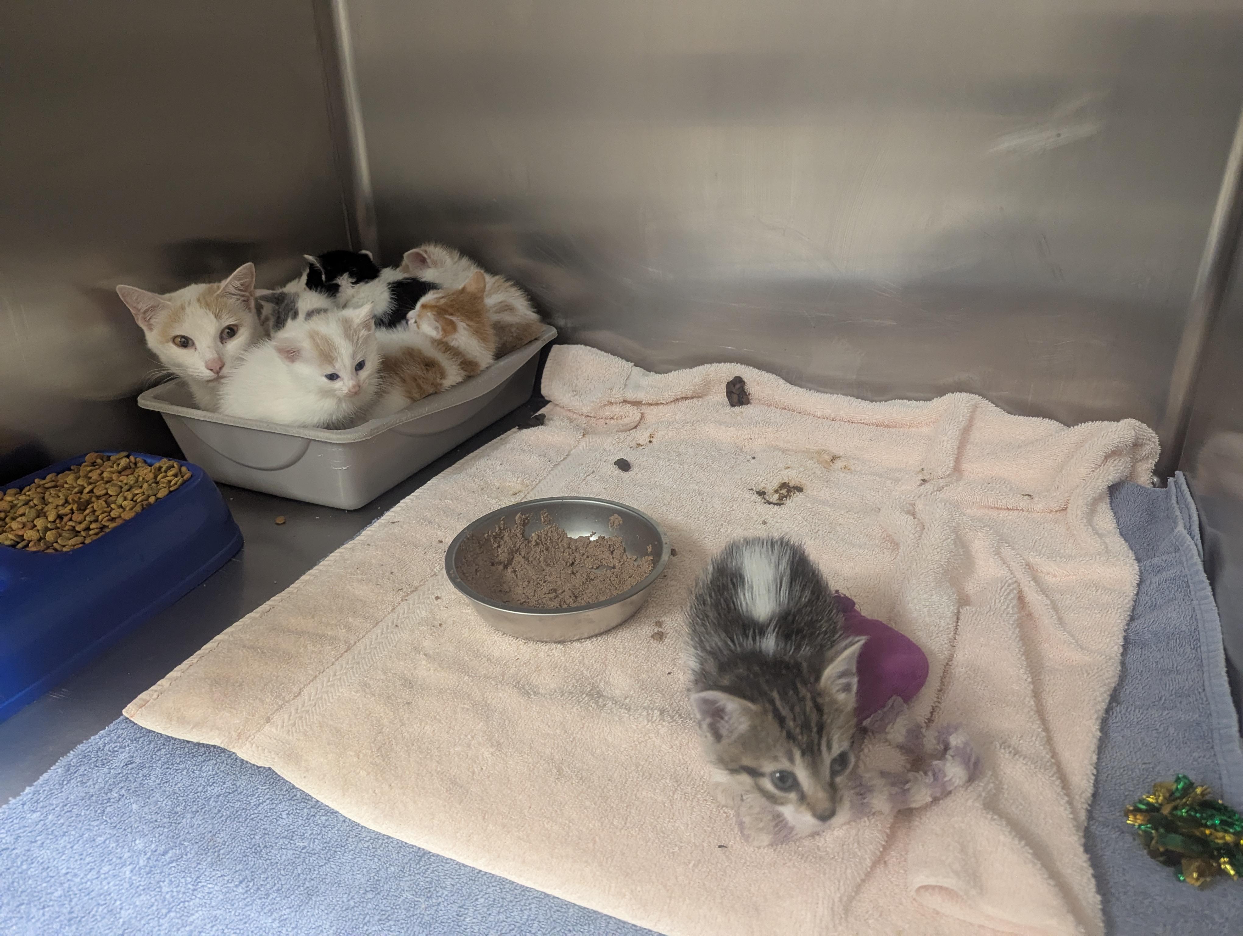 Hexa 78902A and 6 kittens (Rescue Only)
