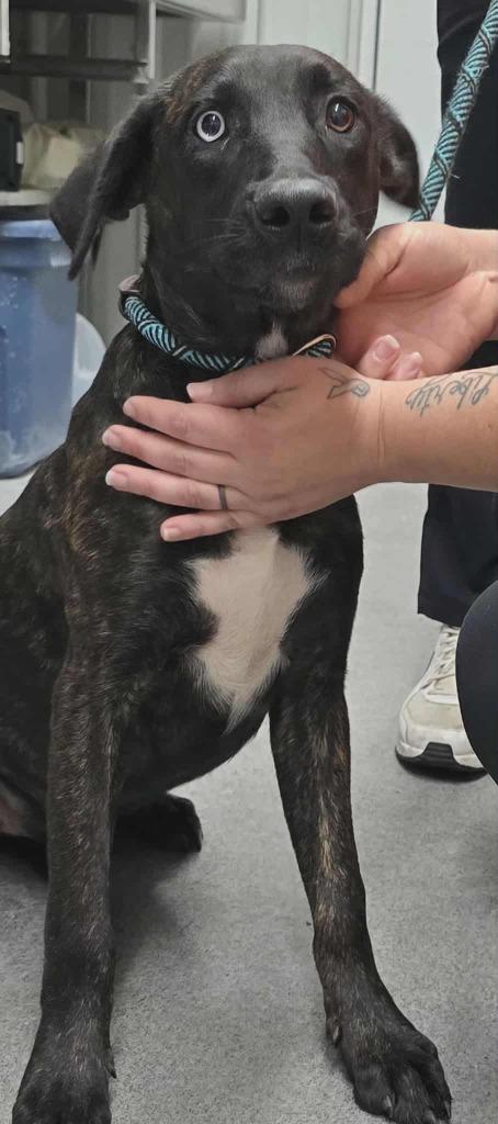 Roxie, Adoptable, Young Female Mixed Breed.