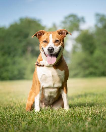 Enlarge Buttercup, a Adoptable mixed breed in Fishers, IN image 2/3