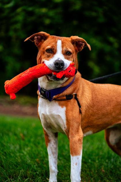 Enlarge Buttercup, a Adoptable mixed breed in Fishers, IN image 3/3