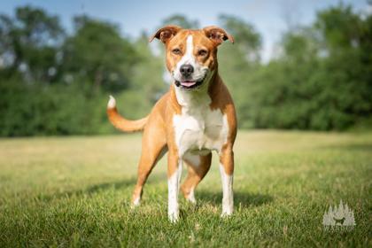 Enlarge Buttercup, a Adoptable mixed breed in Fishers, IN image 3/3