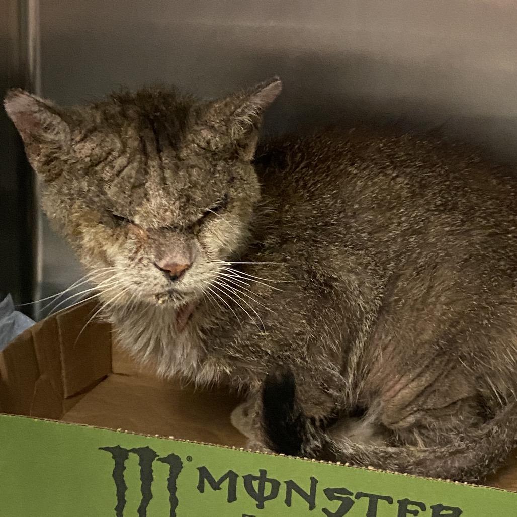 Raza, Adoptable, Adult Male Domestic Medium Hair.