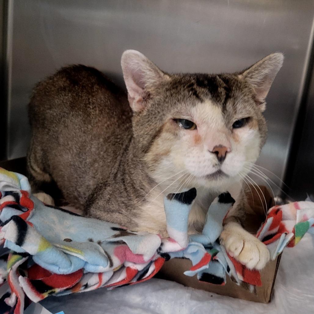 Raza, Adoptable, Adult Male Domestic Medium Hair.
