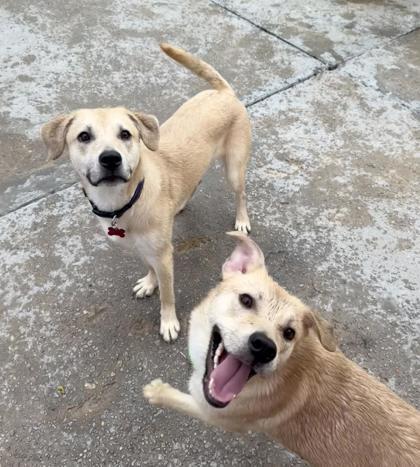 Velma, Adoptable, Young Female Labrador Retriever & Mixed Breed.