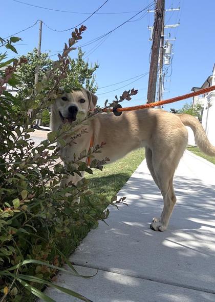 Enlarge Velma, a Adoptable mixed breed in New Orleans, LA image 1/3