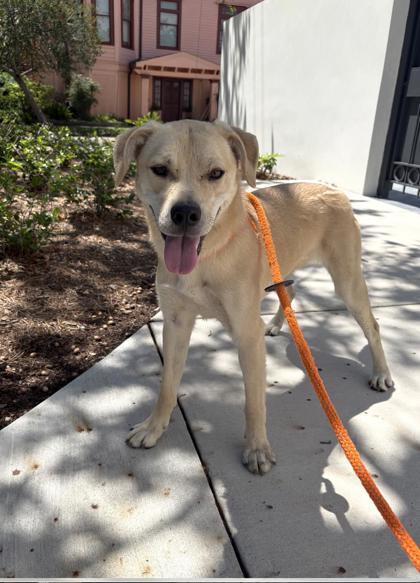 Enlarge Velma, a Adoptable mixed breed in New Orleans, LA image 2/3