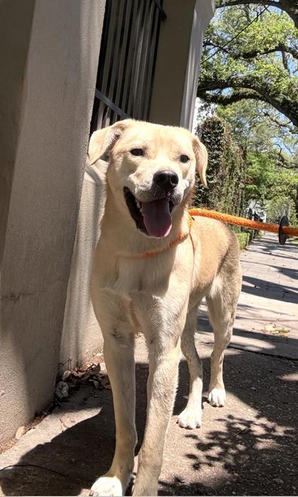 Enlarge Velma, a Adoptable mixed breed in New Orleans, LA image 3/3