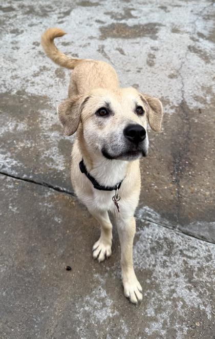 Enlarge Velma, a Adoptable mixed breed in New Orleans, LA image 2/3