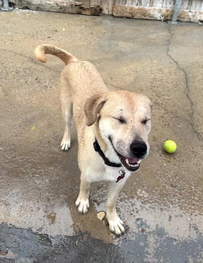 Enlarge Velma, a Adoptable mixed breed in New Orleans, LA image 3/3