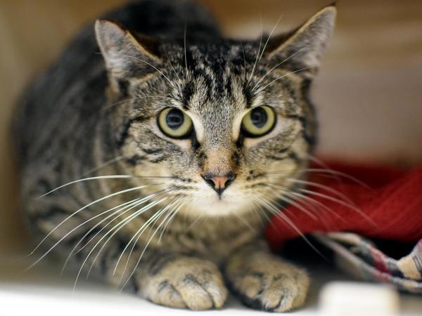 Enlarge Eliza, a Adoptable mixed breed in Portland, OR image 1/1