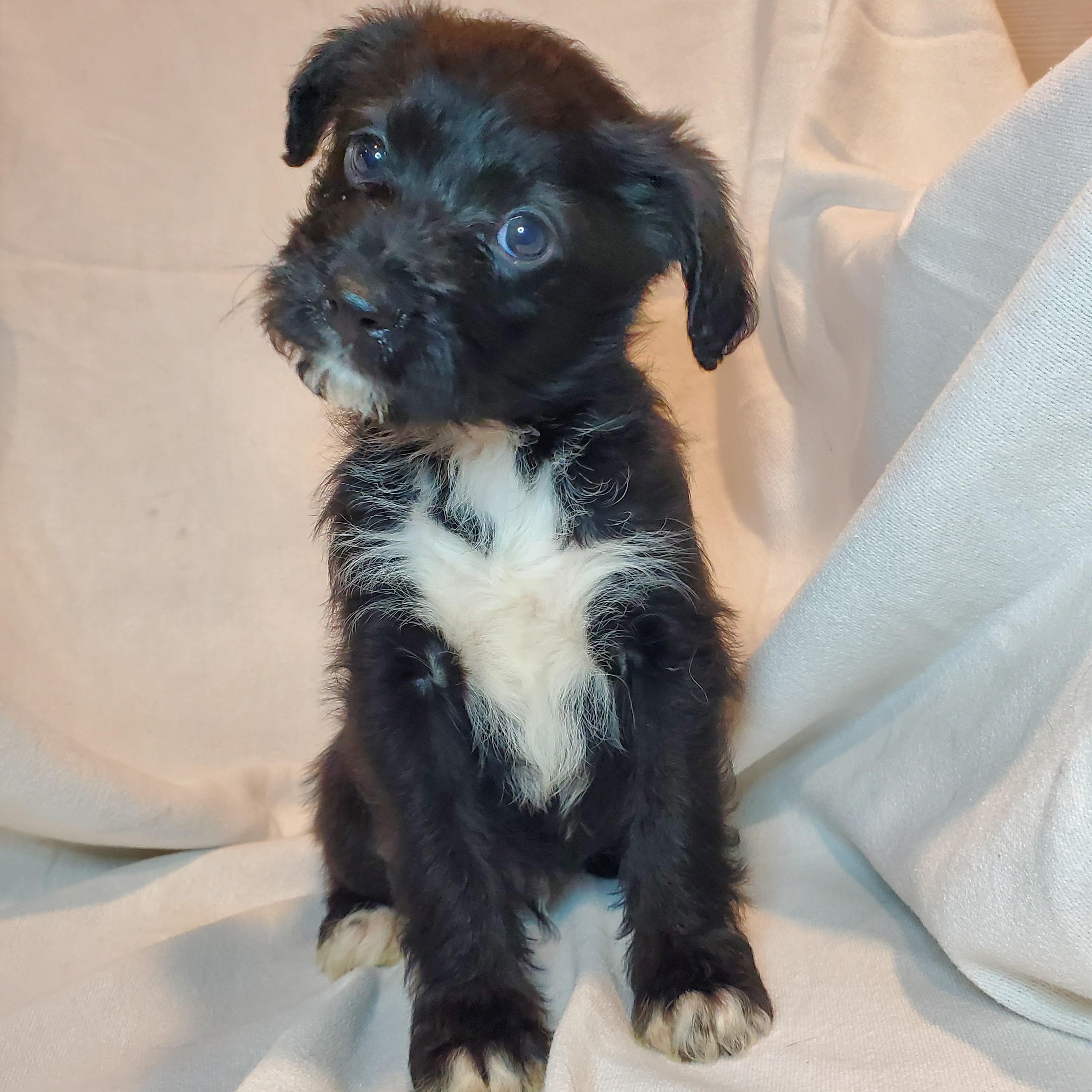 Leon, Adoptable, Puppy Male Poodle & Mixed Breed.