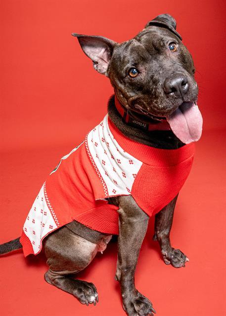 COURTNEY, Adoptable, Adult Female American Staffordshire Terrier.