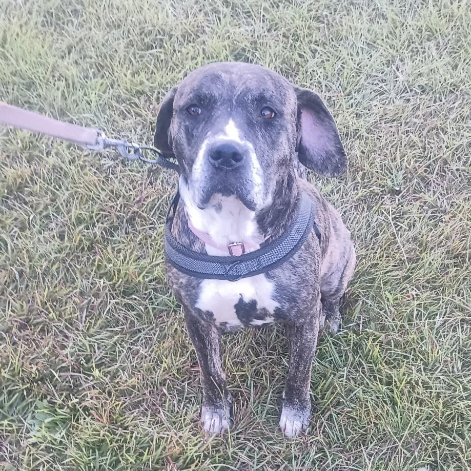 Enlarge Chong, a Adoptable mixed breed in Port Byron , NY image 2/6