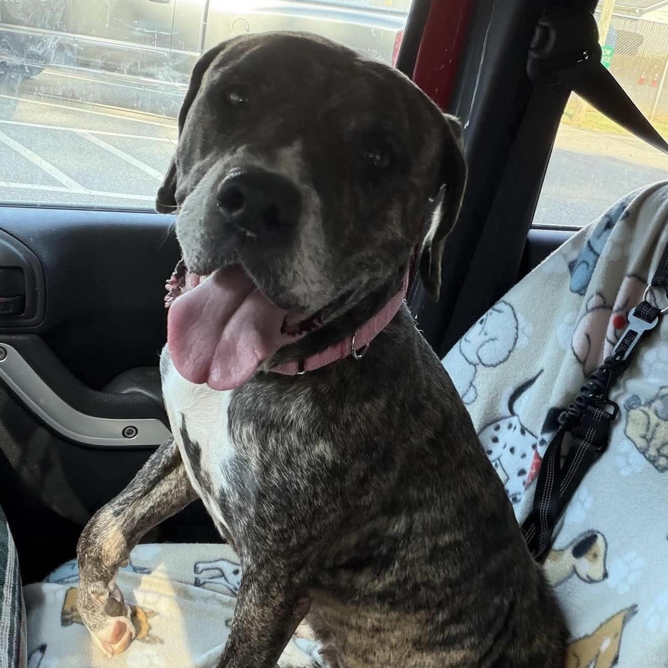 Chong, Adoptable, Adult Female American Bully.