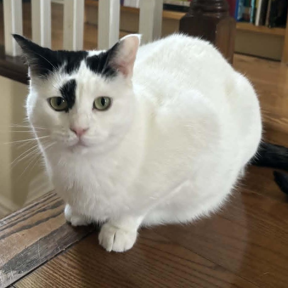 Enlarge Nelly - Gentle & Sweet, a Adoptable Domestic Short Hair in Hamilton, ON image 4/4