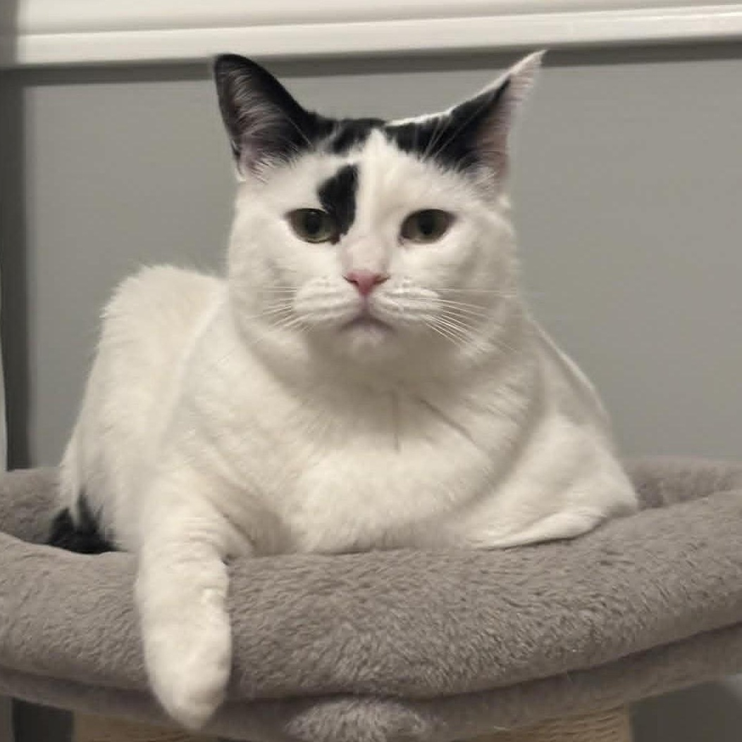 Enlarge Nelly - Gentle & Sweet, a Adoptable Domestic Short Hair in Hamilton, ON image 2/4