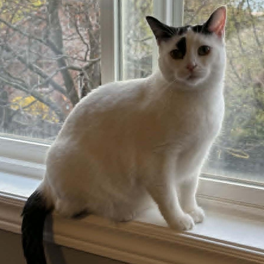 Enlarge Nelly - Gentle & Sweet, a Adoptable Domestic Short Hair in Hamilton, ON image 3/4